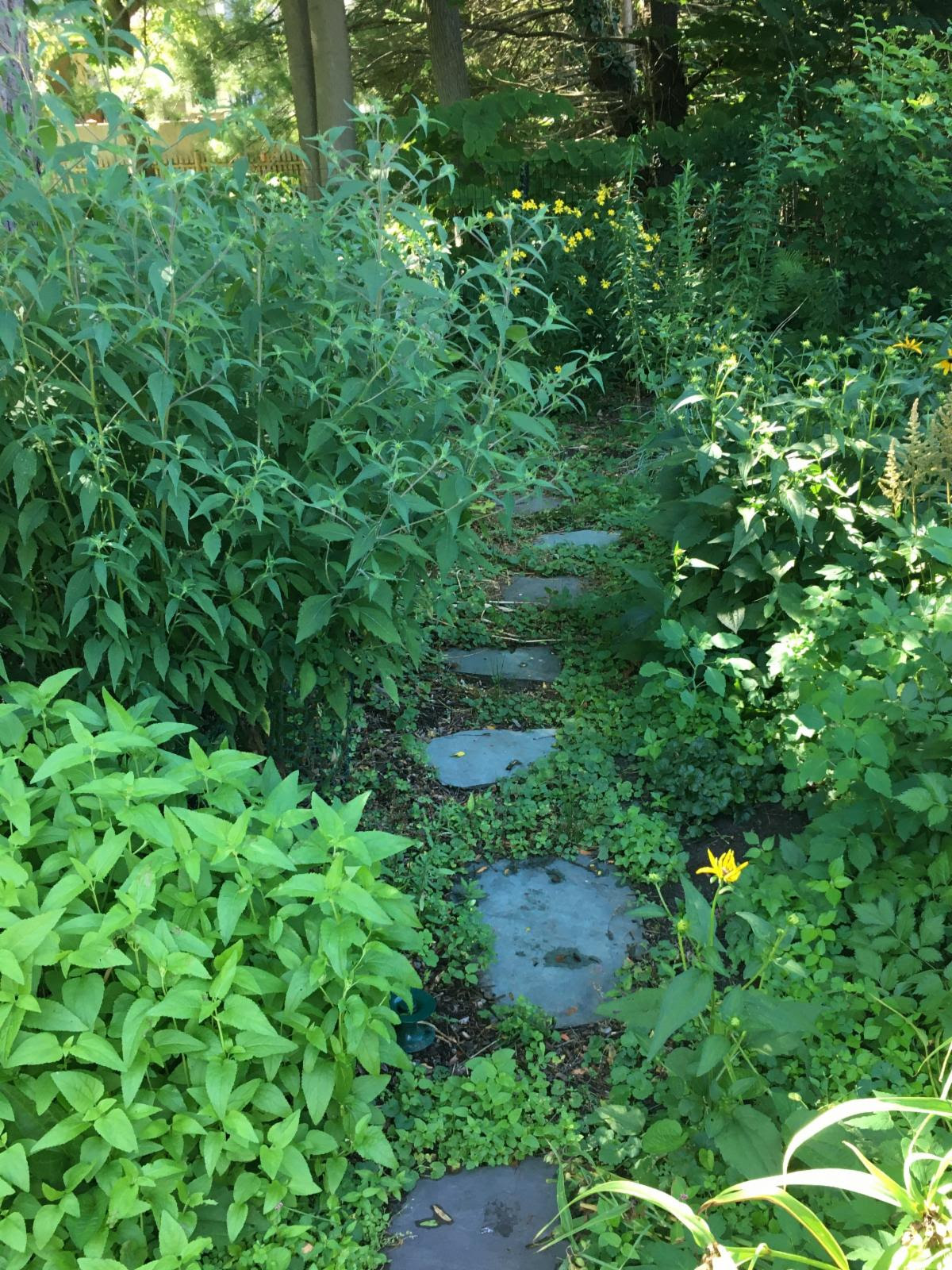 Lexington Living Landscapes' Open Garden Days