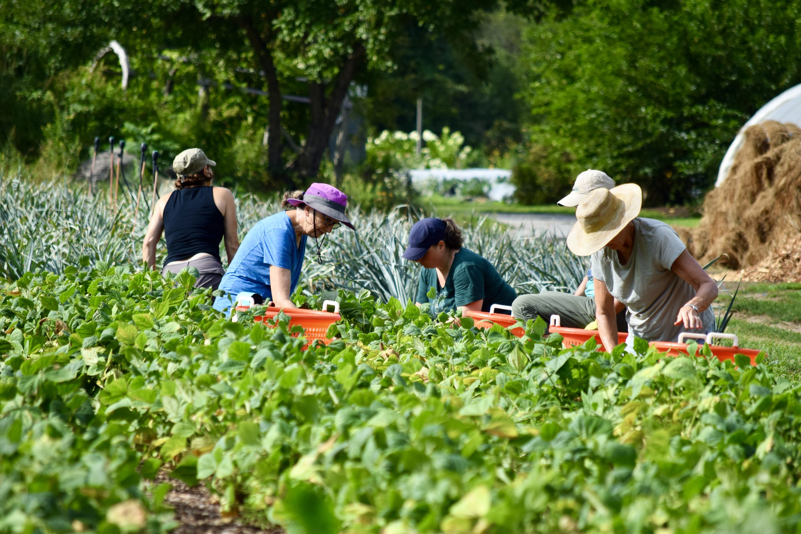 No-Till Growing for Community Gardeners