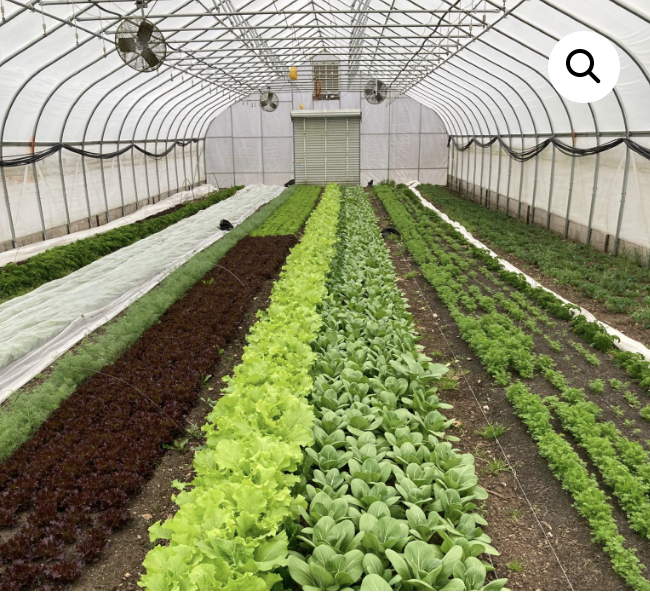High Tunnel Workshop: Farming Year-Round