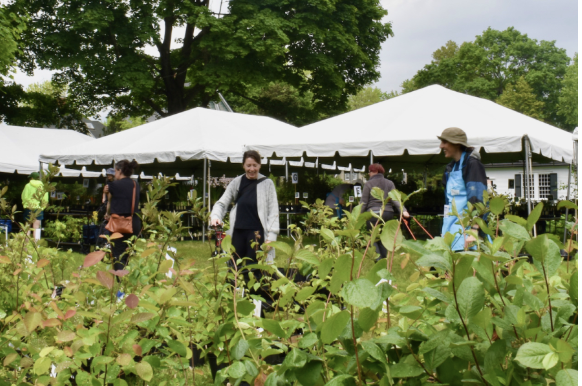 Native Plant Massachusetts: Fall Plant Sale, Lexington