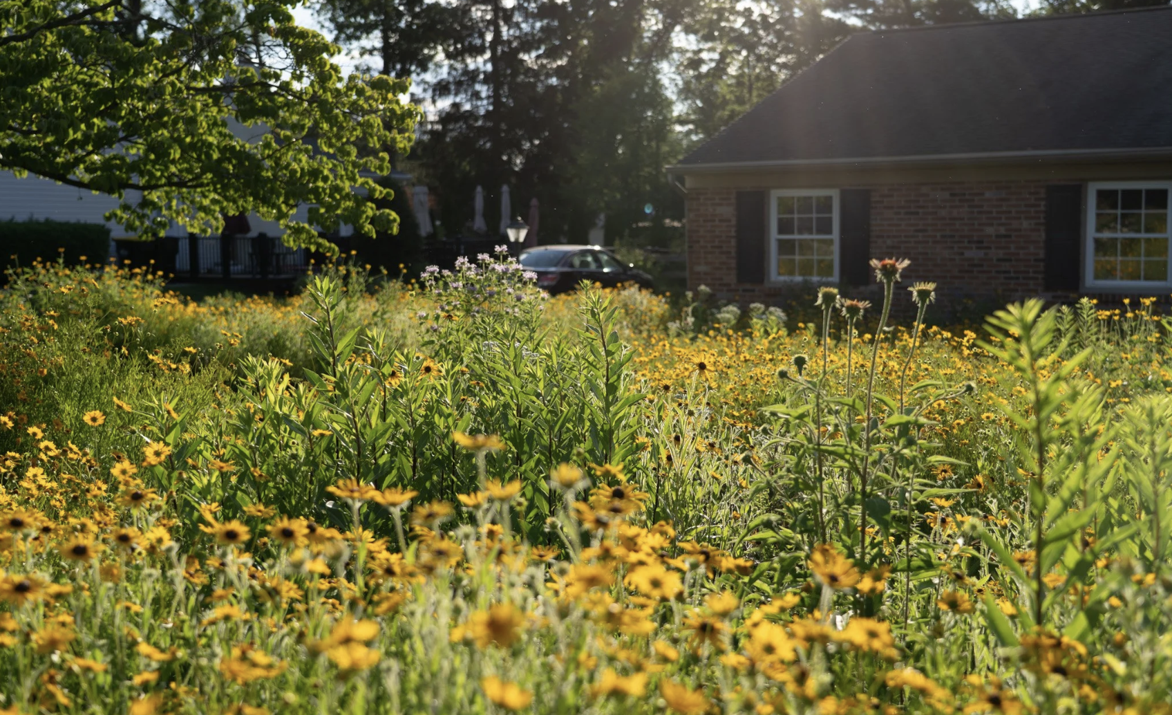 $38 New Directions in the American Landscape Webinar: Lawn to Meadow:  A Light and Gradual Transition (with 2026 updates)