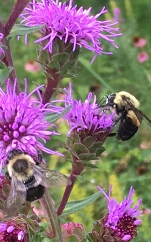 Cambridge Library Event: Create Habitat to Support Biodiversity Year-Round