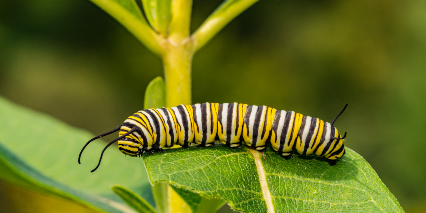 Garden in the Woods: The Caterpillar Lab