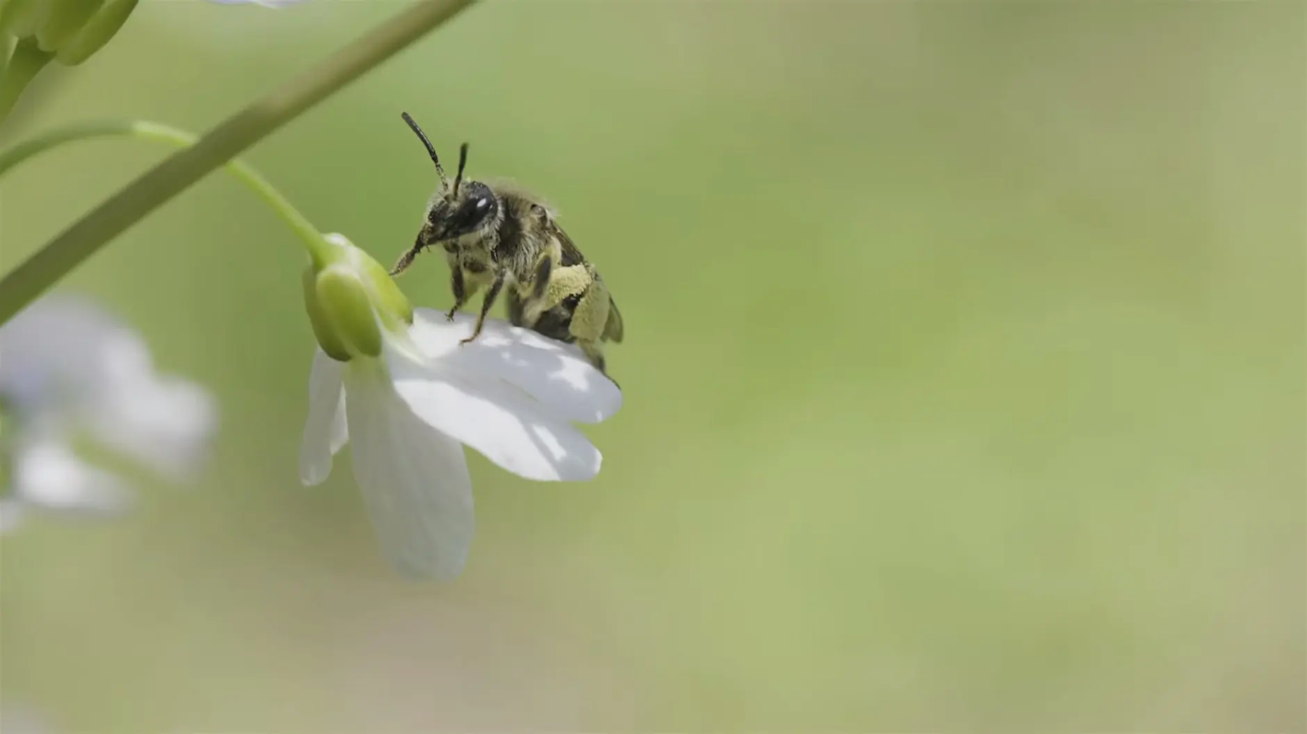 Northeast Wilderness Trust Webinar: Beyond the Garden: How Forests Support Pollinators