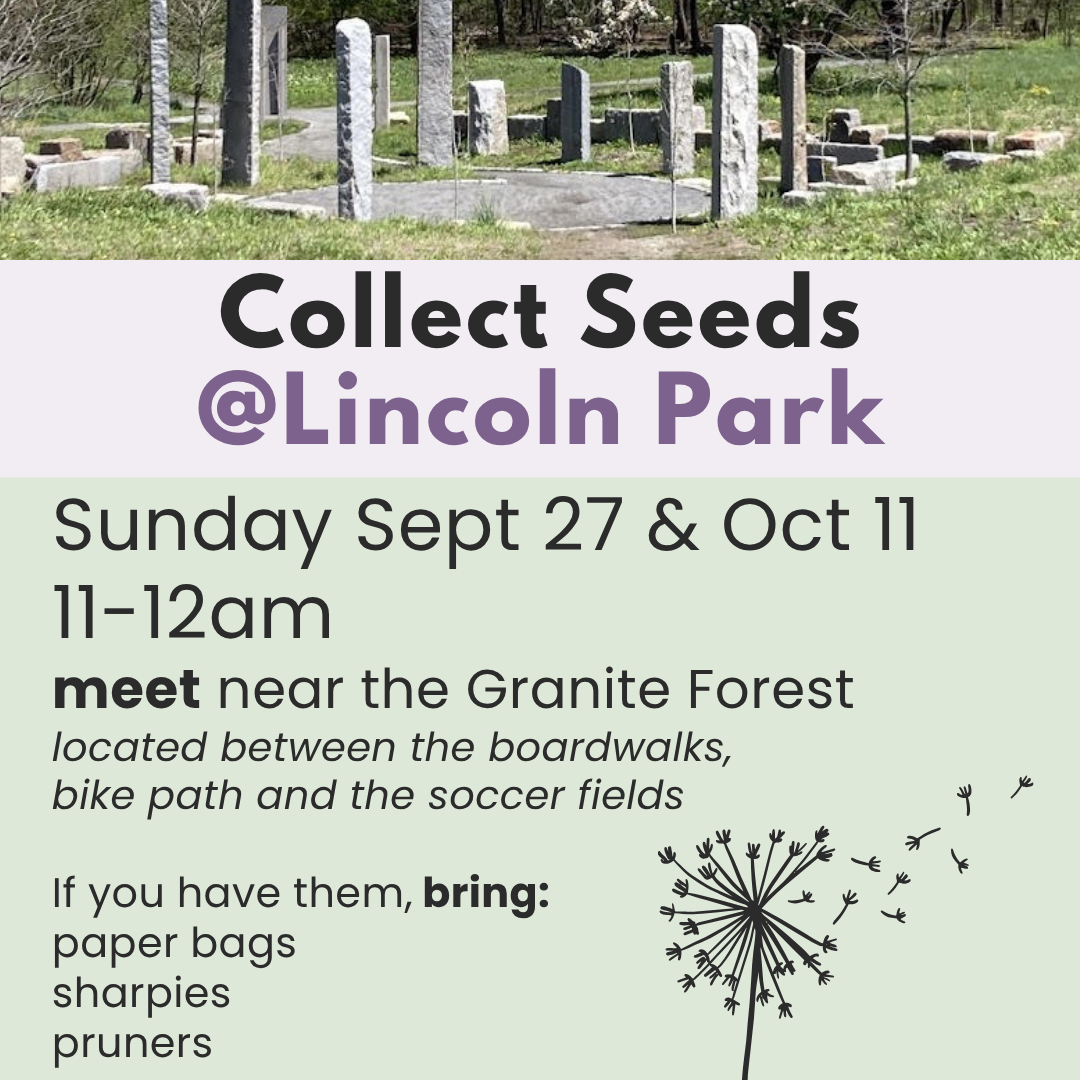 Collect Seeds at Lincoln Park