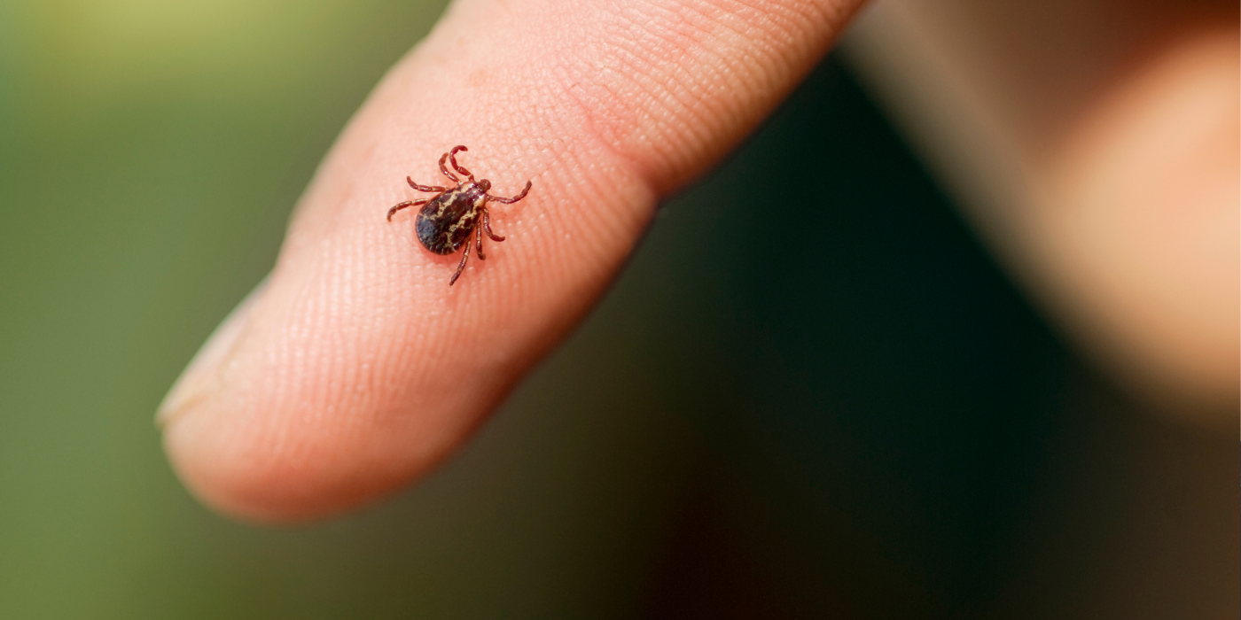 Tick Talk: Tick Ecology and Prevention