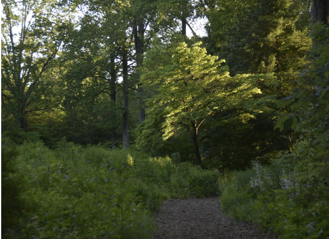 Mt Cuba Center Webinar: Appreciating Natural Night