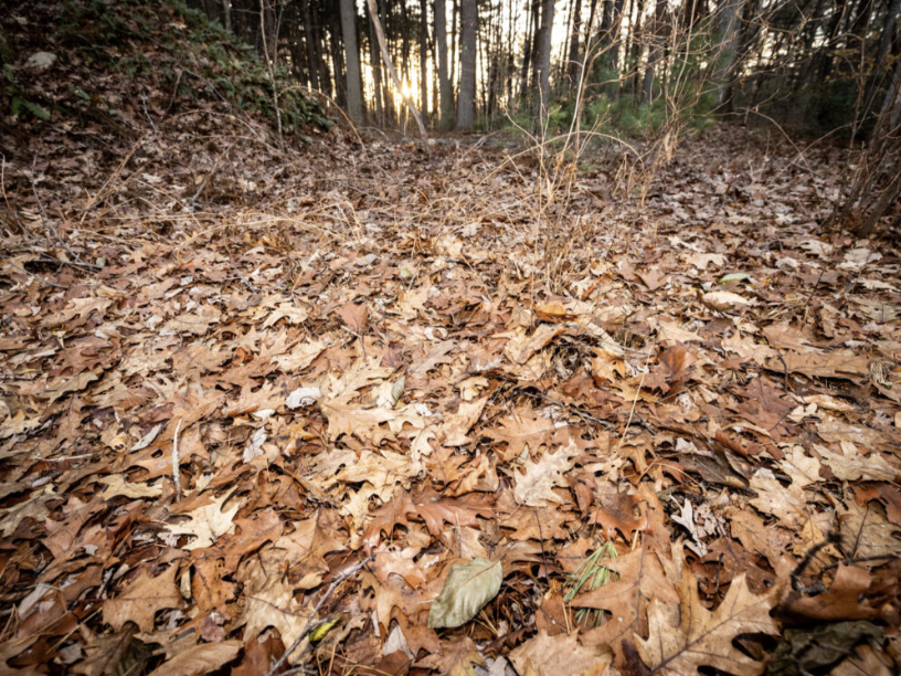 $25 Native Plant Trust Webinar: Site Preparation for Landscape Transformation