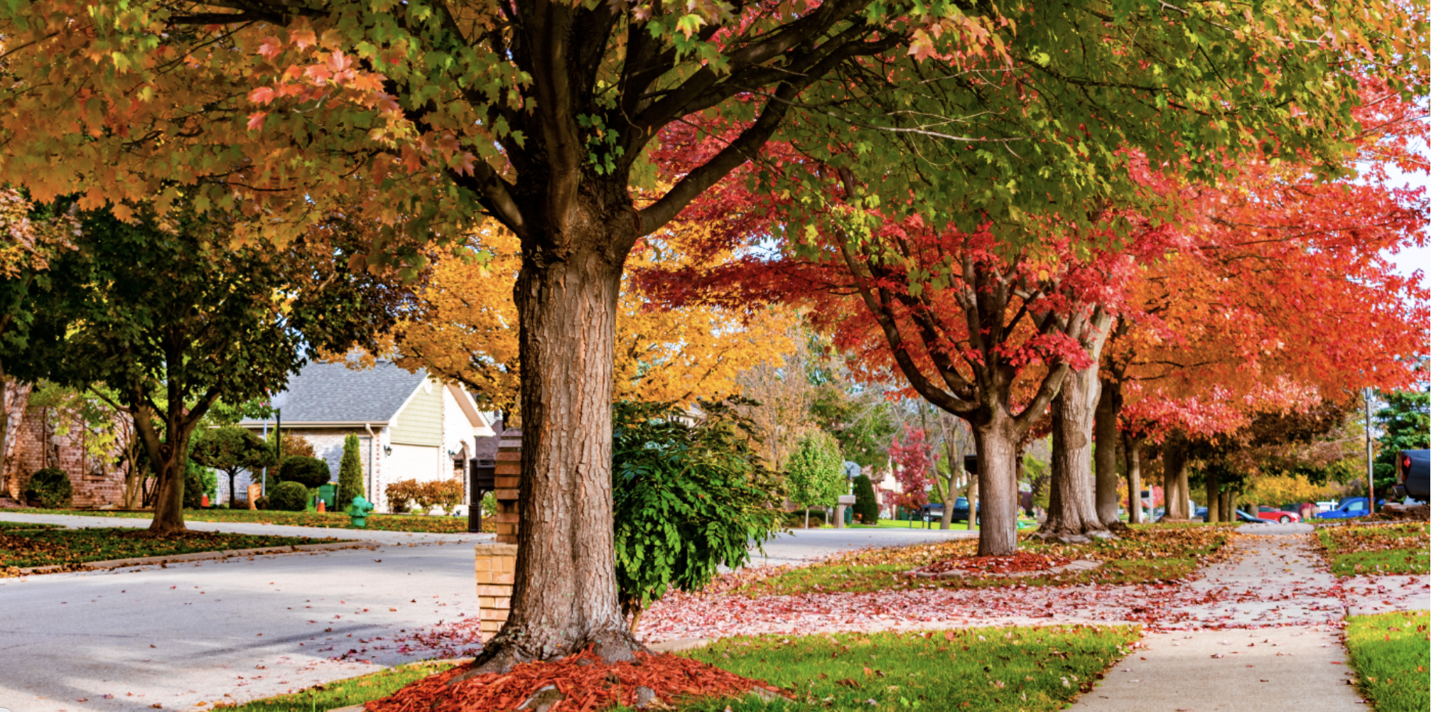 Green Newton Lecture: Challenges Facing Newton Town Trees in a Changing Climate