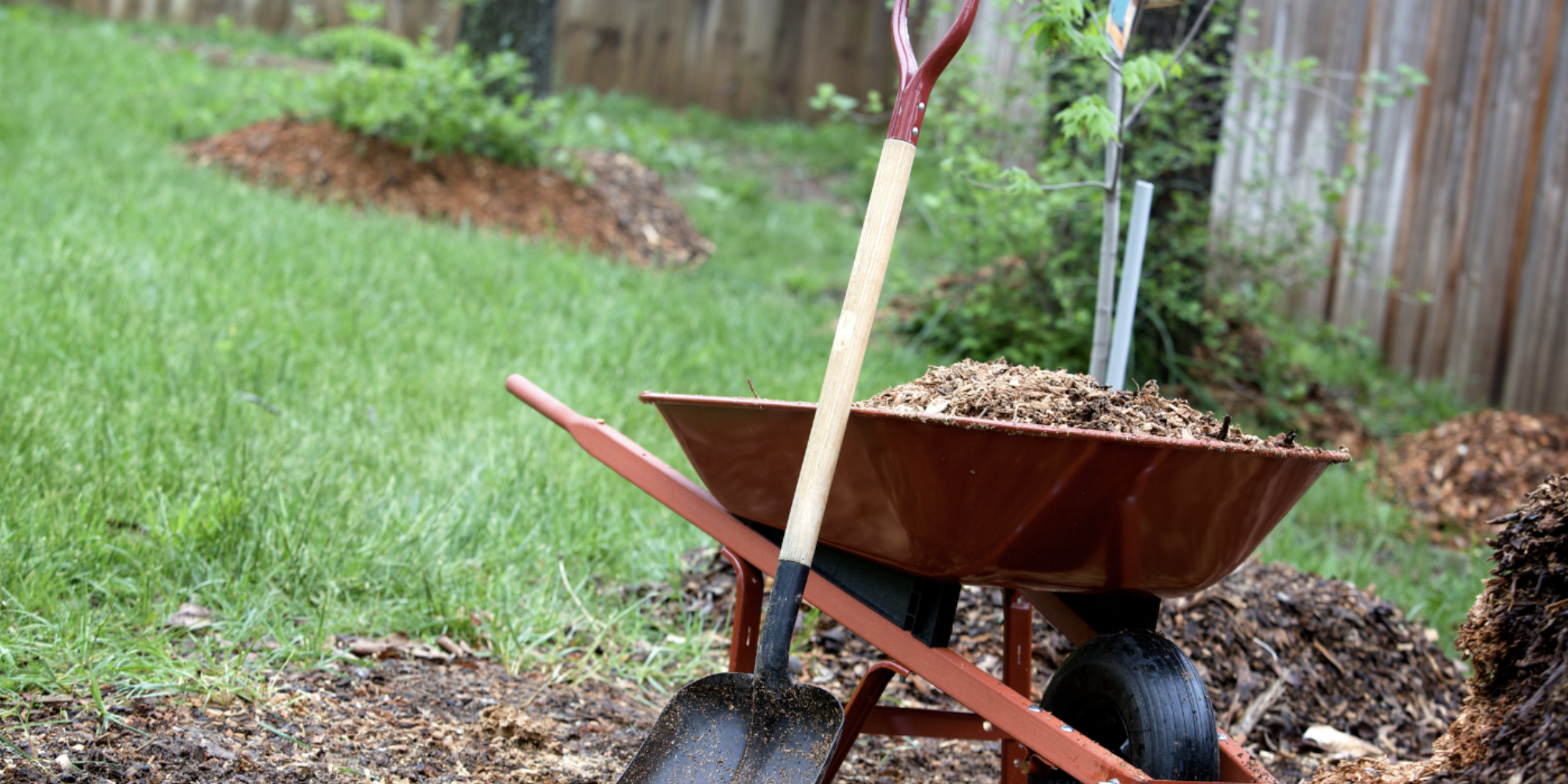 Newton Tree Conservancy Tree Giveaway